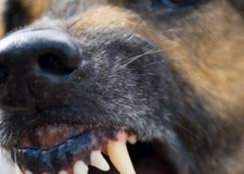 В Кагуле на 9-летнюю девочку напала бродячая собака