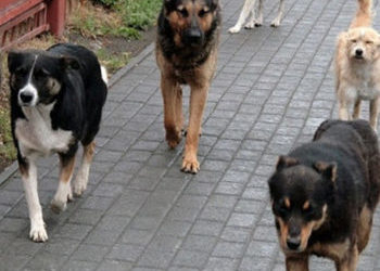 Pentru a se apăra de câini, a urcat pe un stâlp la șapte metri înălțime. Ce se cunoaște despre bărbatul din Chișinău salvat de pompieri | VIDEO