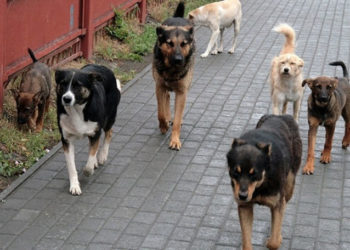 Detalii despre fetița de 9 ani, atacată de un maidanez, la Cahul. Ce declară mama copilei  | VIDEO