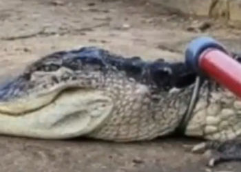 Un aligator a fost găsit în lacul unui parc din New York. Animalul era letargic din cauza temperaturilor scăzute