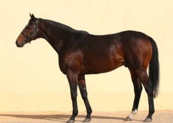 Кадыров оценил стоимость своего украденного в Чехии коня в $10 млн