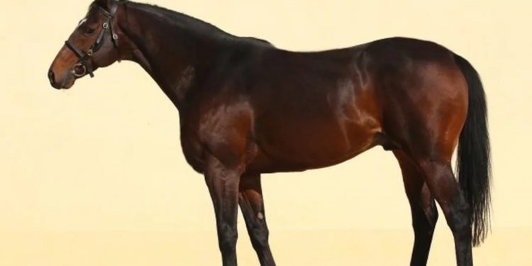 Кадыров оценил стоимость своего украденного в Чехии коня в $10 млн