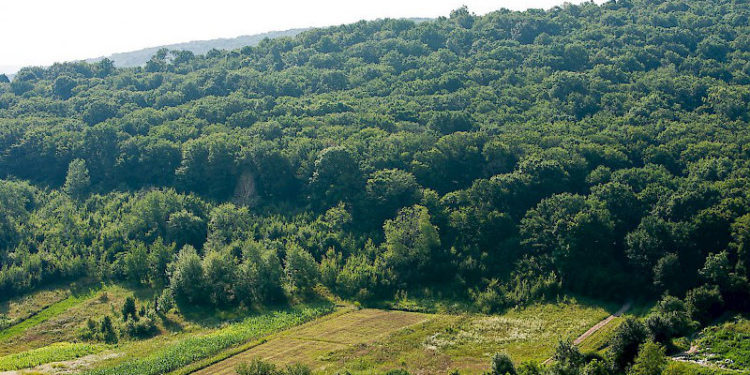 В Молдове за 10 лет площадь лесов станет больше на 150 тысяч га