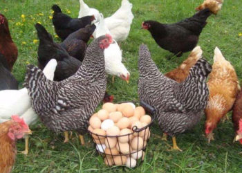 O regiune ucraineană interzice importul de carne și ouă din Moldova. Reacția ANSA | VIDEO