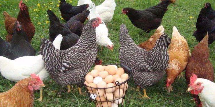 O regiune ucraineană interzice importul de carne și ouă din Moldova. Reacția ANSA | VIDEO