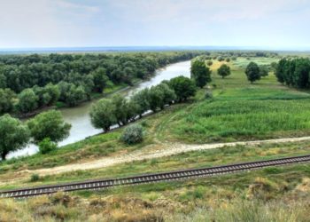 Porci mistreți – găsiți morți în proximitatea râului Prut. Ce spune ANSA