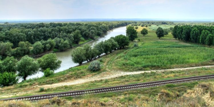 Porci mistreți – găsiți morți în proximitatea râului Prut. Ce spune ANSA