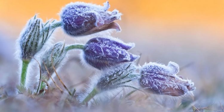 В Молдове продлен желтый код метеоопасности в связи с заморозками