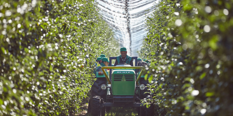 Seceta, războiul din ţara vecină și creșterea costurilor de transport îngreunează activitatea agricultorilor. 20% din cei care se ocupă cu fructele au refuzat să o mai facă, iar fermierii așteaptă susținere de la guvernare | VIDEO