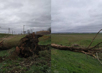 Zeci de copaci de pe drumurile naționale, doborîți de vîntul puternic