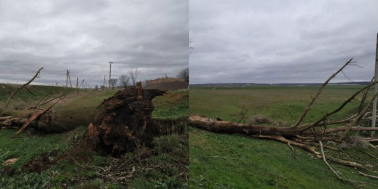 Zeci de copaci de pe drumurile naționale, doborîți de vîntul puternic