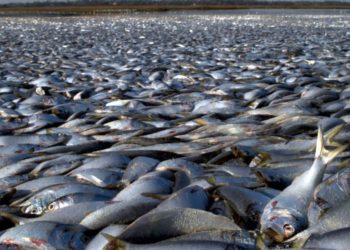 Тонны мертвой рыбы выброшены на берег во время аномальной жары в Австралии