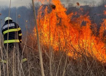 Incendiu de vegetație în sudul țării: Un mistreț cu zece purcei, salvați de pompieri | VIDEO