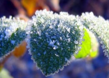 Riscuri pentru Agricultori la estul țării: Înghețuri cu intensitatea de -1..-2°C  | VIDEO