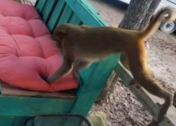 O maimuță a mutilat o femeie din SUA. I-a rupt în jumătate urechea și i-a smuls părul din cap. Apoi, a plesnit un bărbat