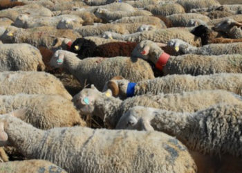 Un bărbat a fost reținut după ce a intrat intenţionat cu maşina într-o turmă de oi şi a omorât mai multe animale