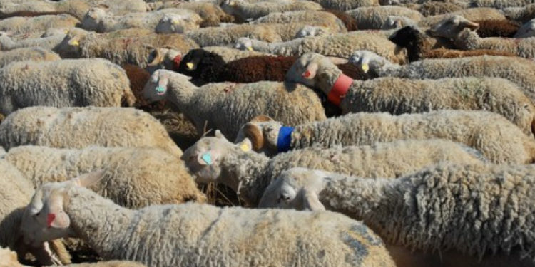 Un bărbat a fost reținut după ce a intrat intenţionat cu maşina într-o turmă de oi şi a omorât mai multe animale