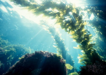 Acord istoric pentru protejarea oceanelor, încheiat după 10 ani de discuții și controverse privind pescuitul și exploatarea resurselor