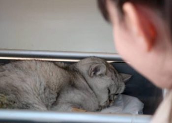 Poveste de viață: Khan, motanul salvat după 49 de zile de sub dărâmăturile cutremurului din Turcia | VIDEO