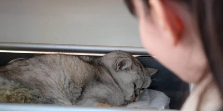 Poveste de viață: Khan, motanul salvat după 49 de zile de sub dărâmăturile cutremurului din Turcia | VIDEO