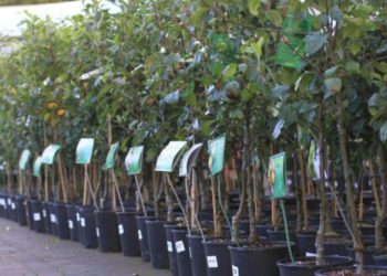 „În acest an prețul puieților a crescut cu până la 50%” Cumpărătorii sunt nevoiți să se adapteze scumpirilor din piața pomilor fructiferi | VIDEO