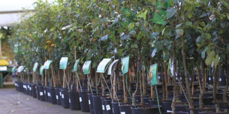 „În acest an prețul puieților a crescut cu până la 50%” Cumpărătorii sunt nevoiți să se adapteze scumpirilor din piața pomilor fructiferi | VIDEO