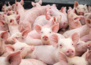 Focar de pestă porcină într-un sat din raionul Edineț. Precizările ANSA