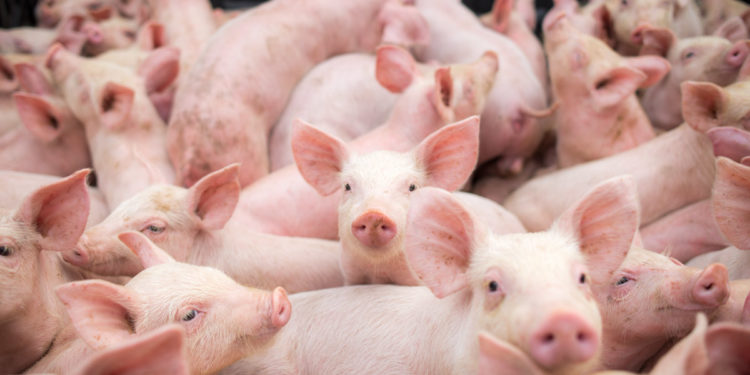 Focar de pestă porcină într-un sat din raionul Edineț. Precizările ANSA