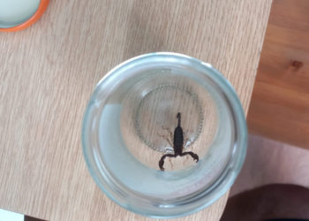 O femeie din Iași a ajuns la spital înțepată de un scorpion după ce a cumpărat banane de la un supermarket