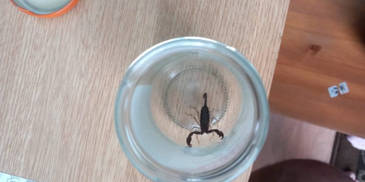 O femeie din Iași a ajuns la spital înțepată de un scorpion după ce a cumpărat banane de la un supermarket