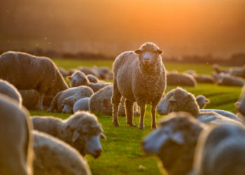 100 de oi au murit în flăcări într-o stână din Tulcea. Cauza incendiului: o scânteie provenită de la o țigară aprinsă