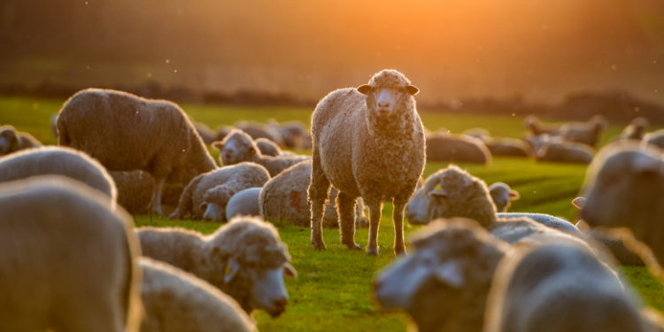 100 de oi au murit în flăcări într-o stână din Tulcea. Cauza incendiului: o scânteie provenită de la o țigară aprinsă