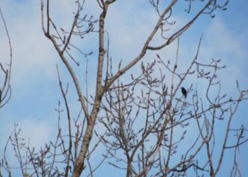 Maxime de până la +11 de grade: Cum va fi vremea astăzi