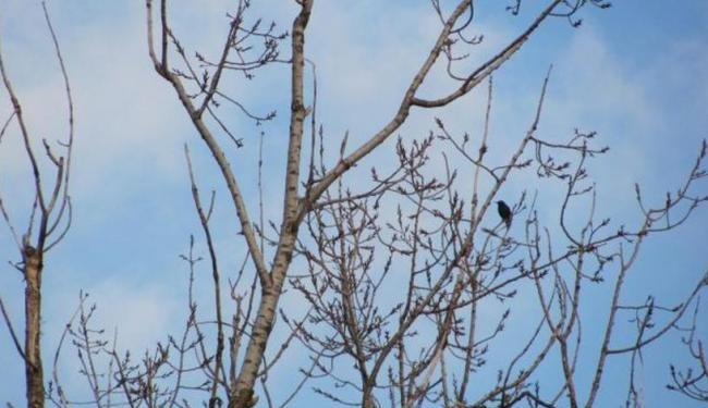 Maxime de până la +11 de grade: Cum va fi vremea astăzi