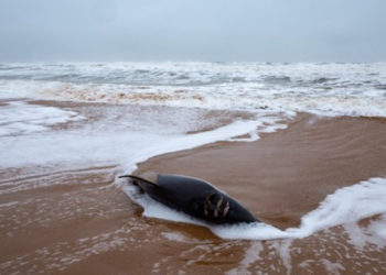 Peste 900 de delfini au eșuat pe plajele Franței de la Oceanul Atlantic în ultimele trei luni