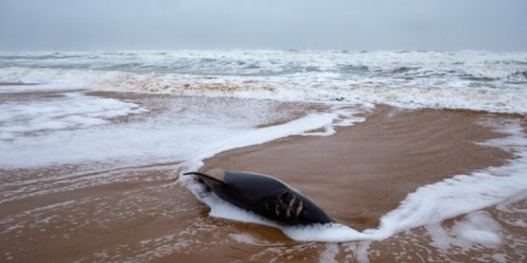 Peste 900 de delfini au eșuat pe plajele Franței de la Oceanul Atlantic în ultimele trei luni