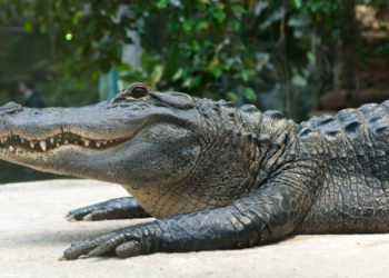 Un bărbat din Florida a auzit un zgomot la ușă. Când a deschis-o, a fost mușcat de un aligator lung de 3 metri