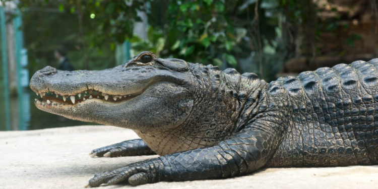 Un bărbat din Florida a auzit un zgomot la ușă. Când a deschis-o, a fost mușcat de un aligator lung de 3 metri