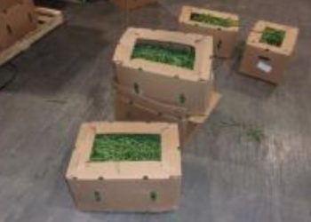 В США изъяли 3,5 млн таблеток фентанила, спрятанных в партии фасоли