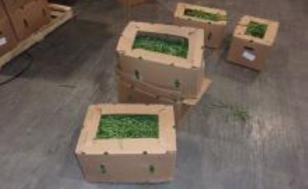 В США изъяли 3,5 млн таблеток фентанила, спрятанных в партии фасоли