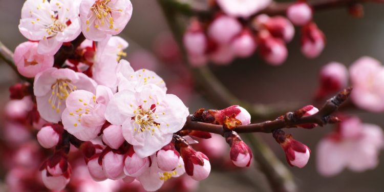 Cer noros în toată țara. Câte grade vor fi astăzi