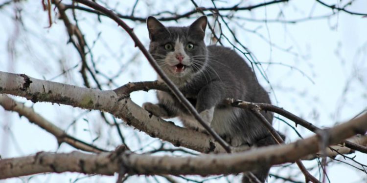 В Кишиневе сотрудники ГИЧС спасли кота, который два дня провел на дереве | VIDEO