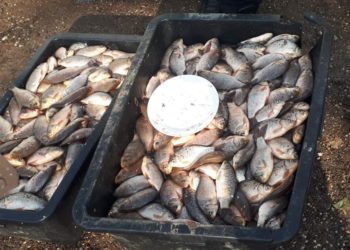 ANSA: В Молдове нарушаются условия перевоза и хранения живой рыбы