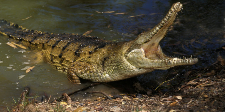 Un bărbat din Australia atacat de crocodil spune că a reuşit să se salveze băgându-i animalului degetele în ochi