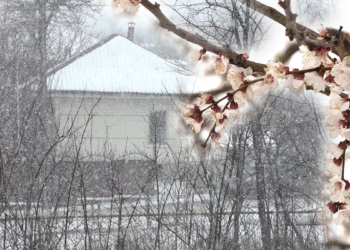 Из-за сильного снегопада, многие фруктовые деревья в Рышканском районе замерзли, а жителям приходится использовать дрова, купленные на следующий год | VIDEO