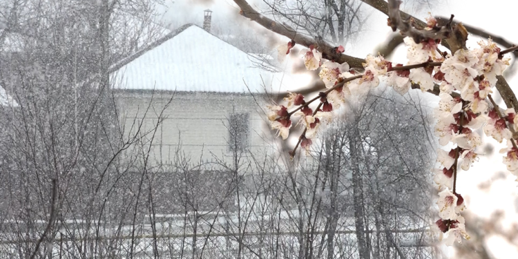 Из-за сильного снегопада, многие фруктовые деревья в Рышканском районе замерзли, а жителям приходится использовать дрова, купленные на следующий год | VIDEO