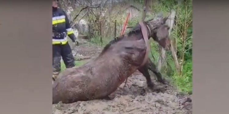 „Trage, trage, hai că reușim!”. Momentul în care salvatorii scot un cal căzut într-o groapă adâncă de peste 2 metri | VIDEO