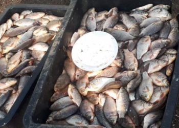 Pește pescuit ilegal sau transportat fără certificat de calitate: ANSA a verificat cum ajung pe rafturi produsele piscicole