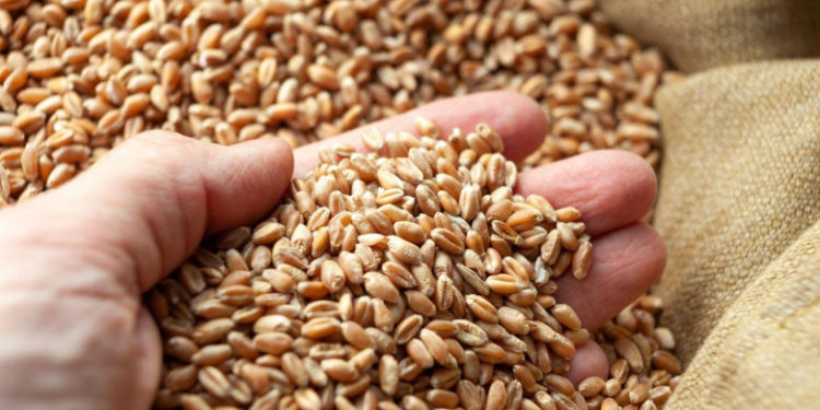 Slovacia se alătură Poloniei și Ungariei și suspendă importurile de cereale din Ucraina. CE: Măsura nu este acceptabilă