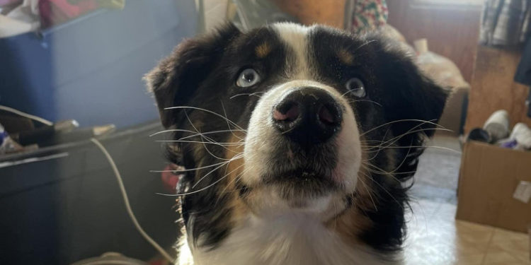 Povestea de film a cățelului care a traversat Marea Bering de unul singur. Nanuq a călătorit 270 de kilometri pe apa înghețată